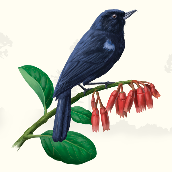Composición De Plumas De Aves Rojas Y Negras Aisladas Sobre Fondo