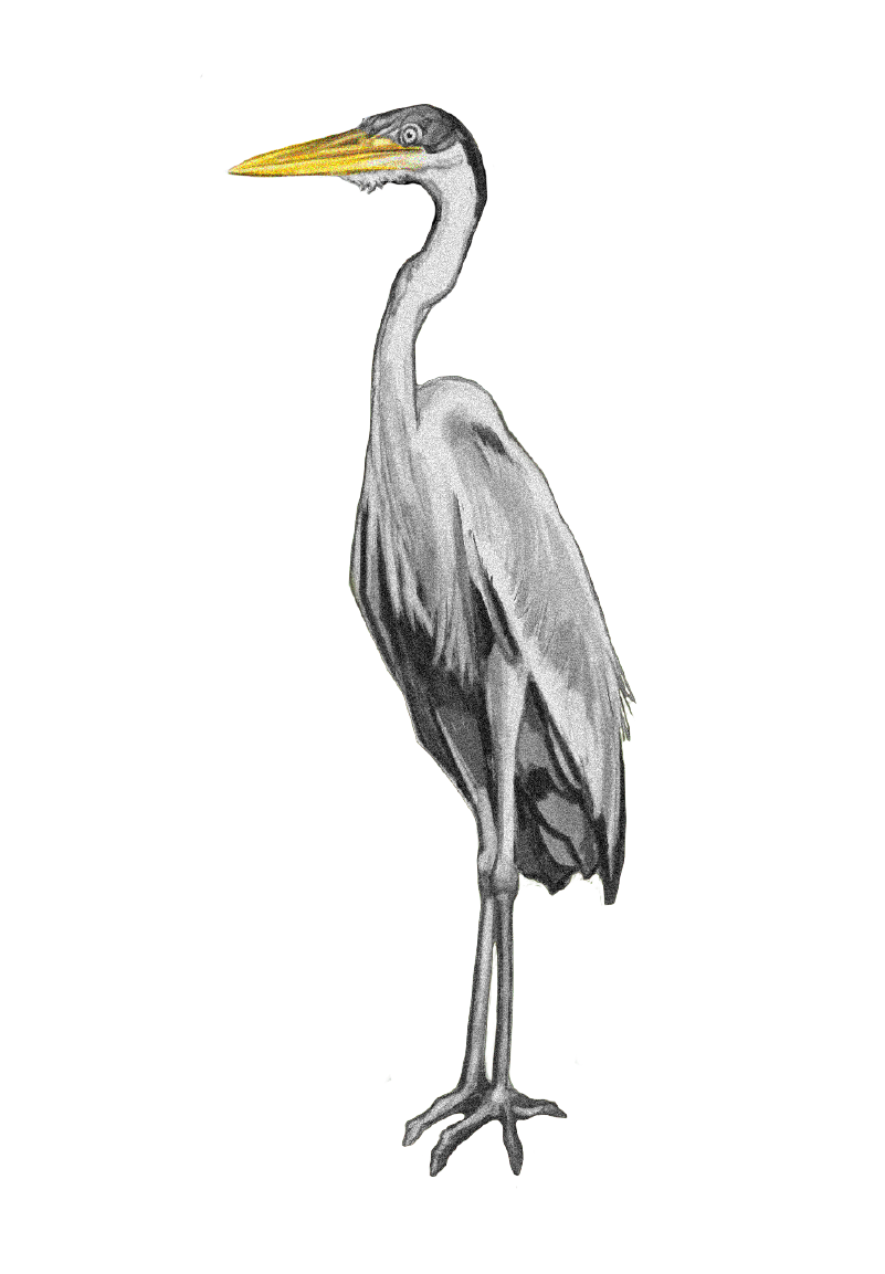 Ardea Herodias