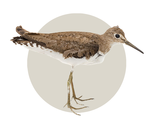 Aves limícolas