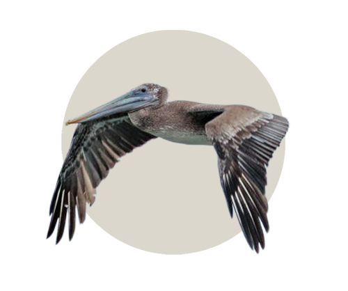 Aves marino-costeras
