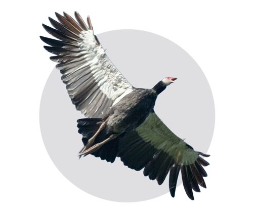 Otras aves acuáticas