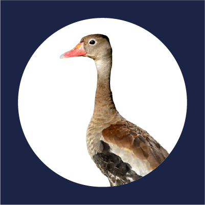 Patos y afines