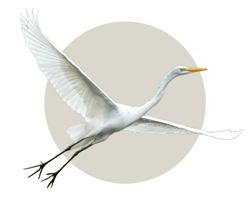 Aves Vadeadoras
