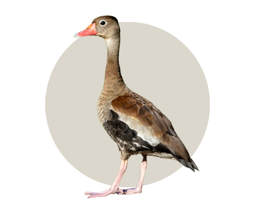 Patos y afines