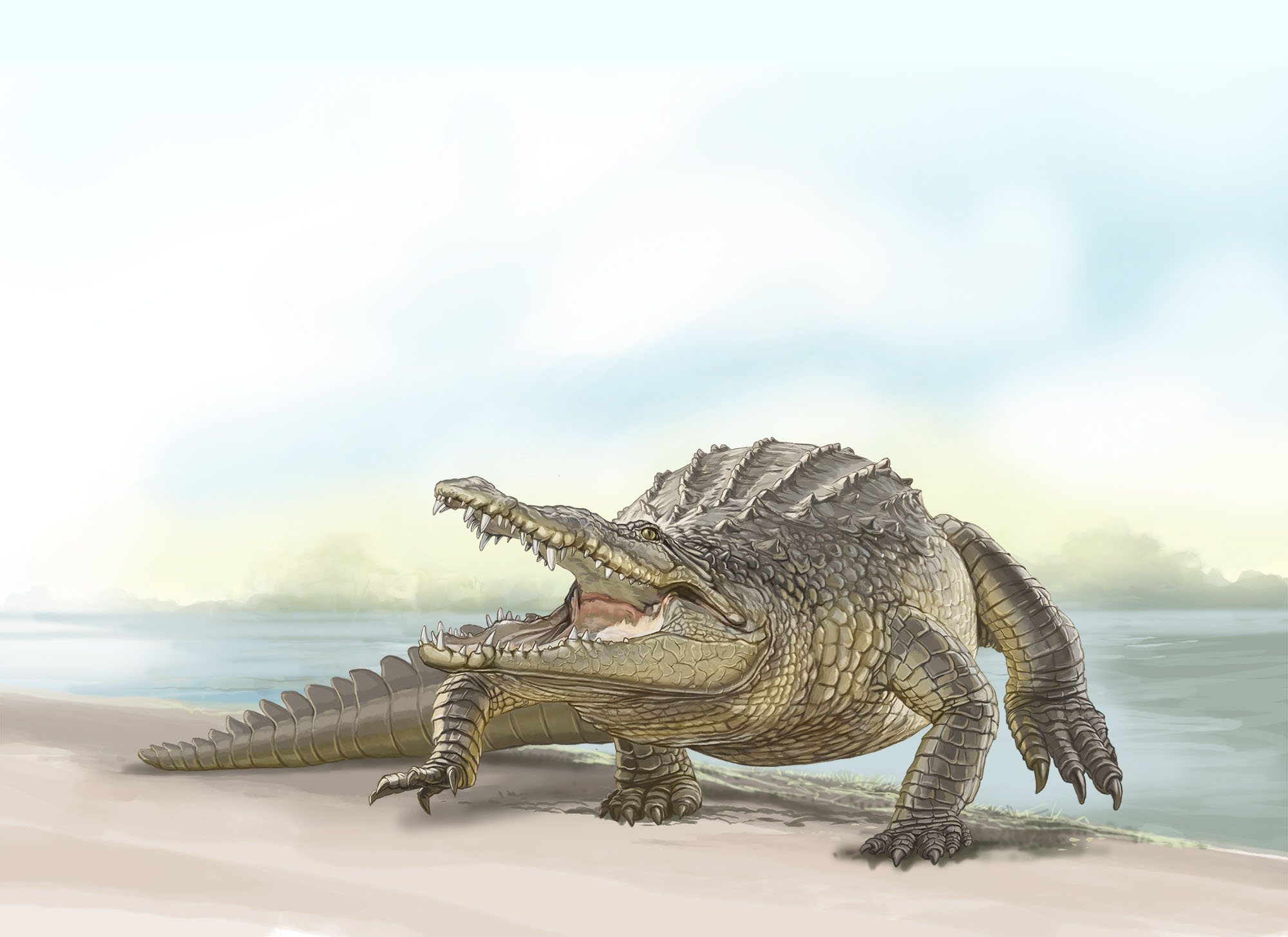 caiman