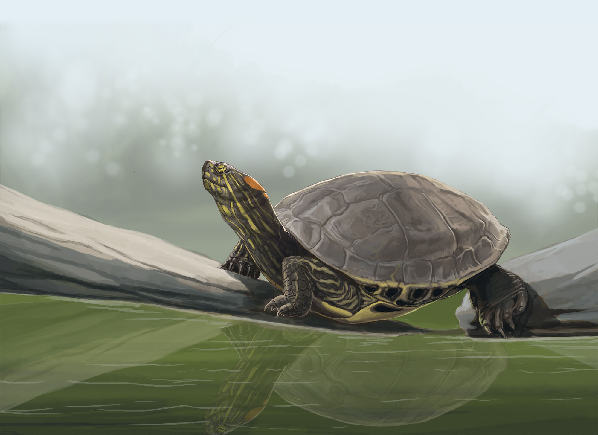 Tortuga