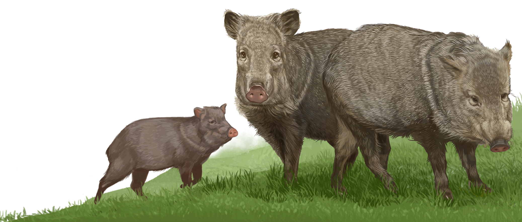 Comercio fauna silvestre