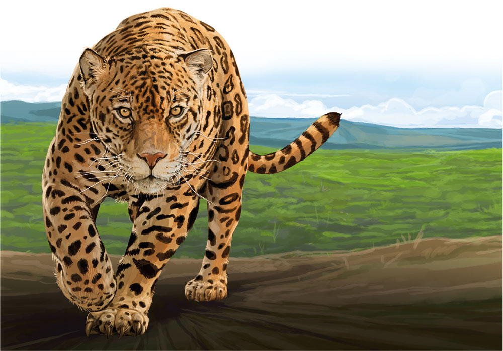 Tigre