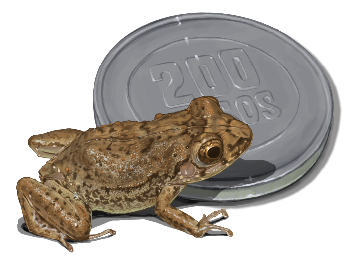 Anfibio