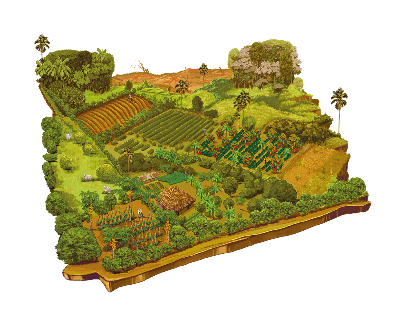 Mapa de Sucre