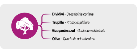 Guayacán