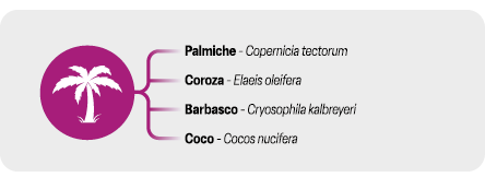 palmas